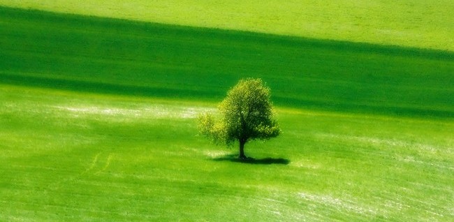 green tree happy