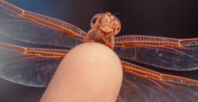 happy stress-free dragonfly